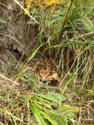 une grenouille se cache dans les herbes 